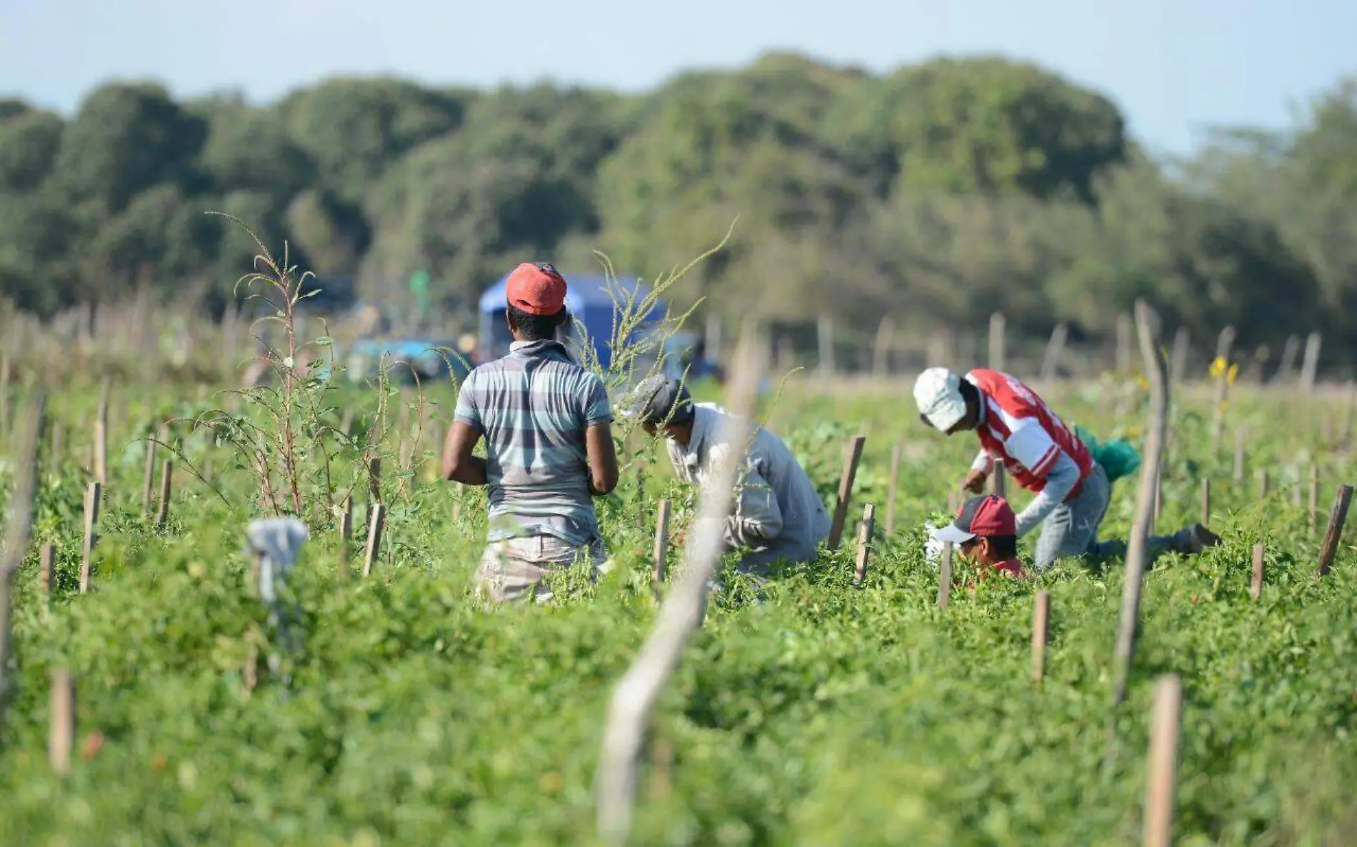 agriculturas y ganaderas